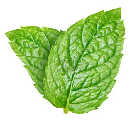 Photo for Mint leaf isolated clipping path. Mint on white background. Mint macro studio photo - Royalty Free Image