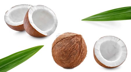 Photo for Coconut collection Clipping Path. Coconut isolated on white background. Coconut studio macro shooting - Royalty Free Image