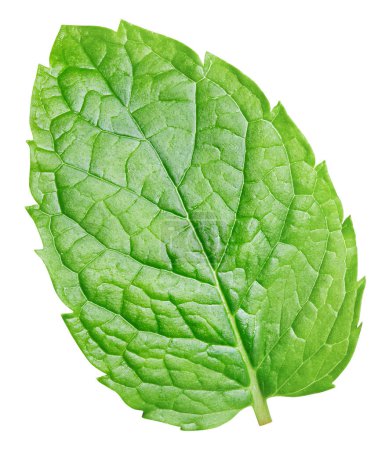 Photo for Mint leaf, perfect macro photo. Mint leaf isolated clipping path - Royalty Free Image