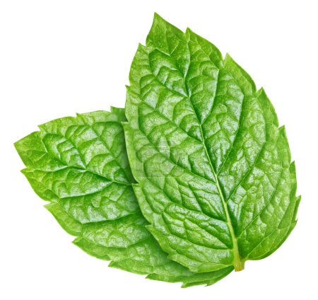 Mint leaves isolated on white. Mint Clipping Path