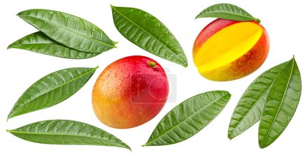 Photo for Organic mango isolated on white background. Taste mango with leaf. with clipping path - Royalty Free Image