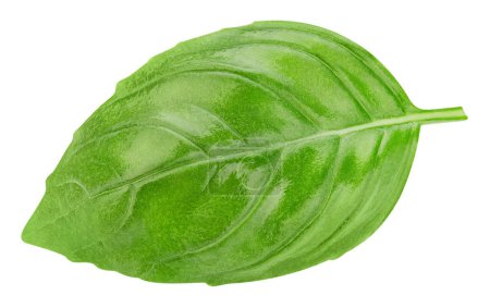 Photo for Basil isolated on white background. Basil with clipping path - Royalty Free Image