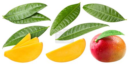 Téléchargez les photos : Collection de mangues. Mangue avec chemin de coupe isolé sur un fond blanc. Fruits frais biologiques. Profondeur de champ complète - en image libre de droit
