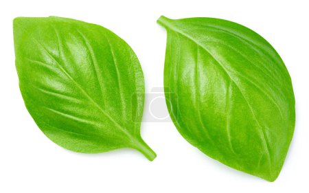 Photo for Basil leaves isolated on white background. Basil leaves with clipping path - Royalty Free Image
