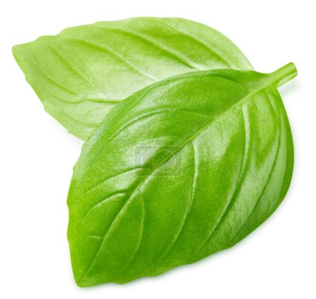 Photo for Basil leaf isolated on a white background with clipping path. Basil leaf macro studio photo - Royalty Free Image
