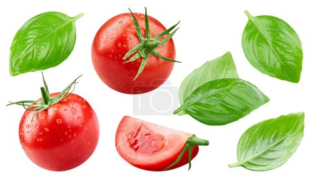 Téléchargez les photos : Tomate humide isolée. Tomate aux feuilles de balsil isolées sur fond blanc avec chemin de coupe - en image libre de droit