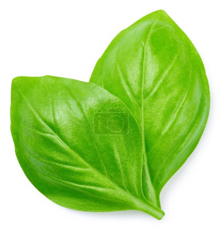 Basil leaves isolated on white background. Basil leaves with clipping path