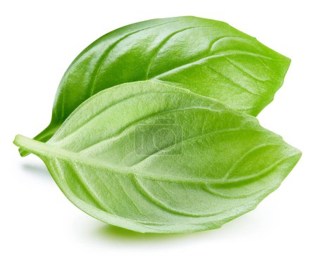 Photo for Fresh organic basil leaves, isolated on white background. Basil leaves with clipping path - Royalty Free Image