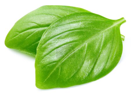 Photo for Basil isolated. Basil leaf on white. Basil clipping path - Royalty Free Image