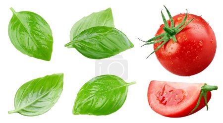 Foto de Colección de tomate aislado sobre fondo blanco. Tomate y hojas composición de albahaca con camino de recorte. Tomate macro estudio foto - Imagen libre de derechos