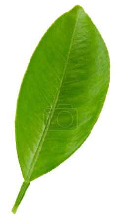 Photo for Citrus leaves isolated on white background. Orange clipping path. Food photography - Royalty Free Image