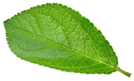 Photo for Plum leaves isolated on white background. Leaves clipping path. Food photography - Royalty Free Image