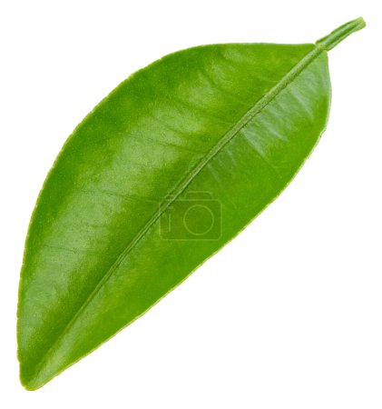 Photo for Citrus leaves isolated on white background. Orange clipping path. Food photography - Royalty Free Image