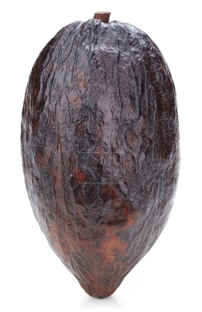 Téléchargez les photos : Cacao fruits gousse isolée sur fond blanc. Cacao gousse Isolé avec chemin de coupe. Photo de qualité pour votre projet. - en image libre de droit