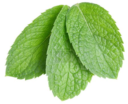 Photo for Three fresh mint leaves isolated on white background. Mint clipping path. Studio macro - Royalty Free Image