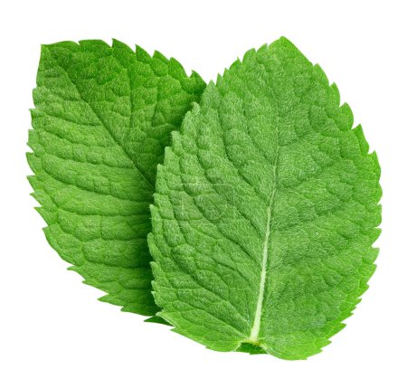 Photo for Mint leaves isolated on white background. Mint clipping path. Food photography - Royalty Free Image