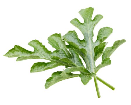 Photo for Watermelon leaves isolated on white background. Watermelon leaf clipping path. Food photography - Royalty Free Image