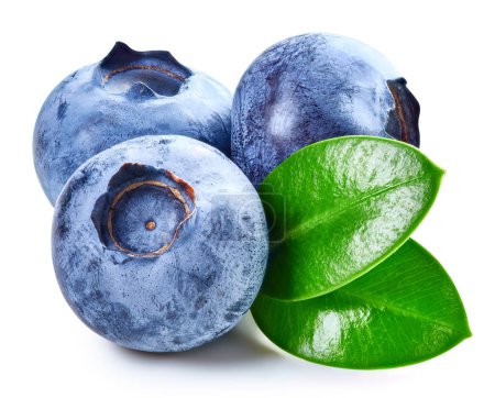 Photo for Three blueberry berries with leaves isolated on white. Ripe blueberry Clipping Path. - Royalty Free Image