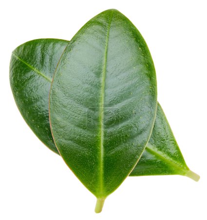 Photo for Mango leaves isolated on white background. Mango clipping path. Food photography - Royalty Free Image