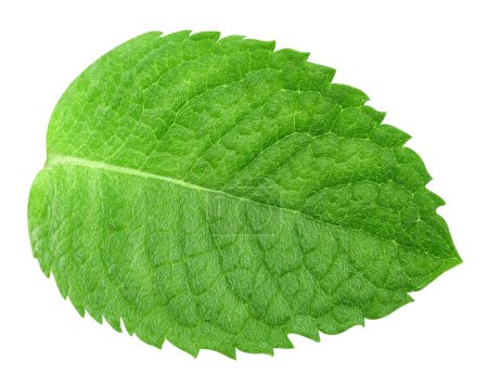 Photo for Mint leaves isolated on white background. Mint clipping path. Food photography - Royalty Free Image