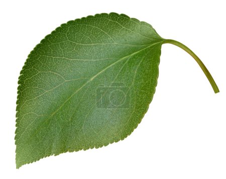 Photo for Apricot leaves isolated on white background. Leaves Apricot Clipping Path - Royalty Free Image