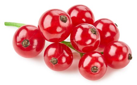 Foto de Ramo de frutas de grosella roja. Grosella aislada sobre fondo blanco. - Imagen libre de derechos