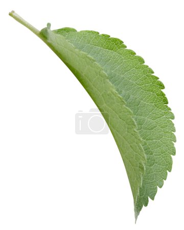 Photo for One Leaf Apple Clipping Path. Apple leaves isolated on white background - Royalty Free Image