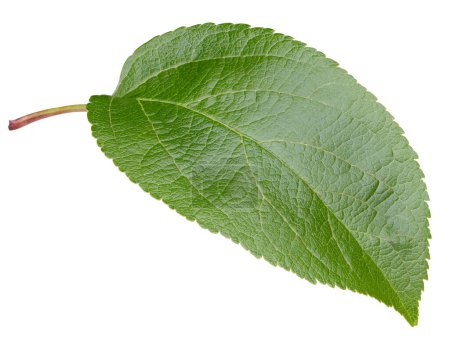 Photo for Apple leaves isolated on white background. Leaves Apple Clipping Path - Royalty Free Image