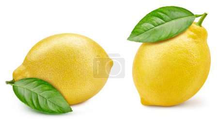 Foto de Limón de cerca sobre fondo blanco. Colección de limón. Limón orgánico fresco - Imagen libre de derechos