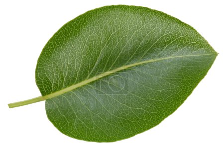 Photo for One Leaf Pear Clipping Path. Pear leaves isolated on white background - Royalty Free Image