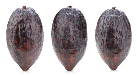 Téléchargez les photos : Collection de gousses de cacao isolées sur fond blanc. Cacao gousse Isolé avec chemin de coupe - en image libre de droit