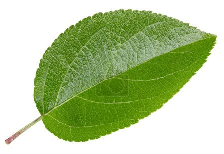 Photo for Apple leaves isolated on white background. Leaves Apple Clipping Path - Royalty Free Image
