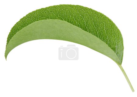 Téléchargez les photos : Un chemin de coupe de poire à feuilles. Feuilles de poires isolées sur fond blanc - en image libre de droit