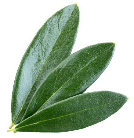 Photo for Olive Leaf Clipping Path. Olive leaves isolated on white background - Royalty Free Image