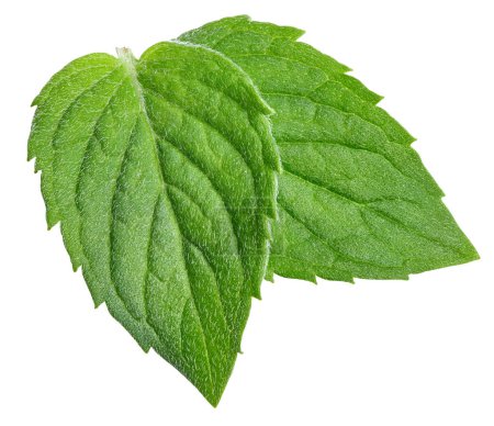 Photo for Spearmint leaf isolated on white background. Mint clipping path. - Royalty Free Image
