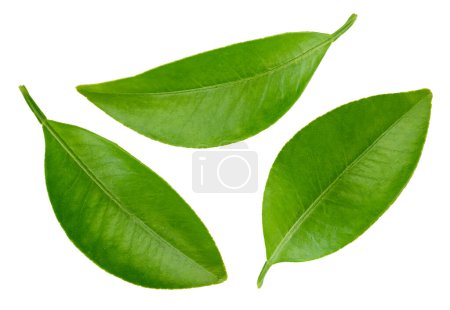 Photo for Citrus leaves with Clipping Path isolated on a white background - Royalty Free Image