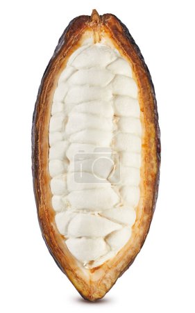 Foto de Vaina de cacao fresco medio aislado sobre fondo blanco. Fruto de cacao con ruta de recorte - Imagen libre de derechos