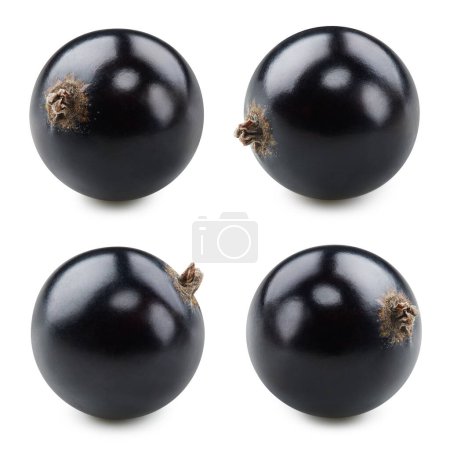 Photo for Black currant isolated on white. Ripe fresh currant berry collection Clipping Path - Royalty Free Image