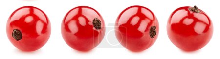 Foto de Grosella roja aislada en blanco. Recolección de bayas de grosella fresca madura Clipping Path - Imagen libre de derechos