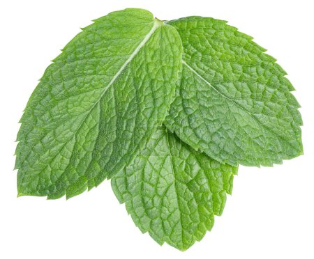 Photo for Mint leaves isolated on white. Three spearmint leaves clipping path. Mint macro studio photo - Royalty Free Image