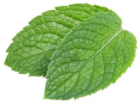Photo for Spearmint or mint leaves on white background. Mint clipping path. Mint macro studio photo - Royalty Free Image