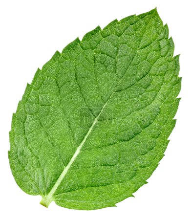Téléchargez les photos : Mint leaf closeup isolé sur blanc. Chemin de coupe des feuilles de menthe - en image libre de droit