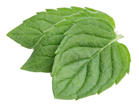 Photo for Three spearmint leaves isolated on white background. Mint clipping path. - Royalty Free Image