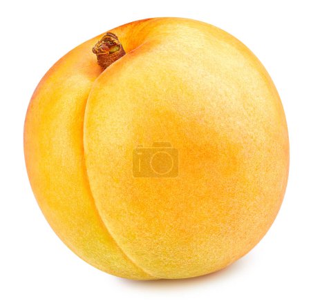 Photo for Apricot isolated on white background. Apricot fruit Clipping Path. Quality macro photo - Royalty Free Image