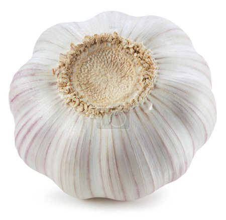 Photo for Garlic. Fresh organic garlic isolated on white background. Garlic macro - Royalty Free Image
