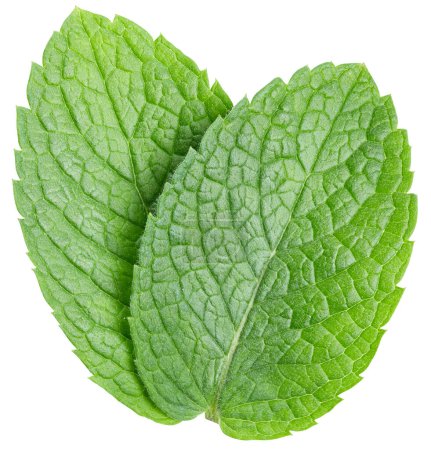 Photo for Mint clipping path. Organic fresh mint leaves isolated on white. Full depth of field - Royalty Free Image