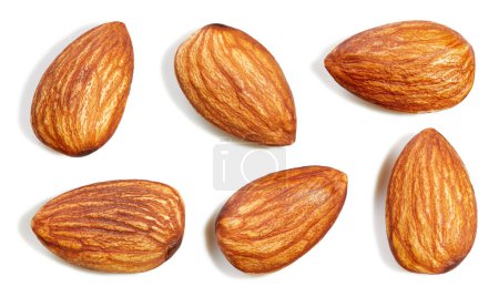 Photo for Fresh organic almond isolated on white. Almond collection clipping path. Full depth of field - Royalty Free Image