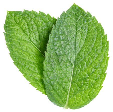 Photo for Green mint pepper leaf isolated on white. Fresh mint leaf. Pepper mint clipping path. Full depth of field - Royalty Free Image