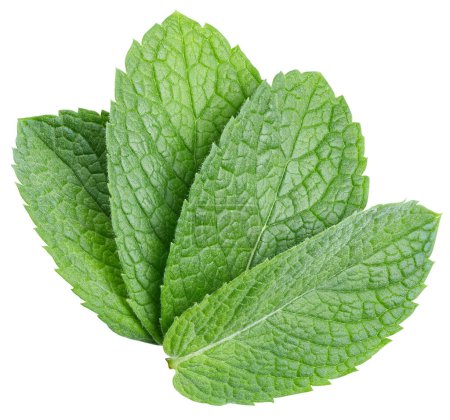Photo for Mint leaves isolated on white. Three spearmint leaves clipping path. Mint macro studio photo - Royalty Free Image