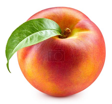Photo for Fresh peach leaf isolated on white. Organic peach. Peach clipping path. Full depth of field - Royalty Free Image